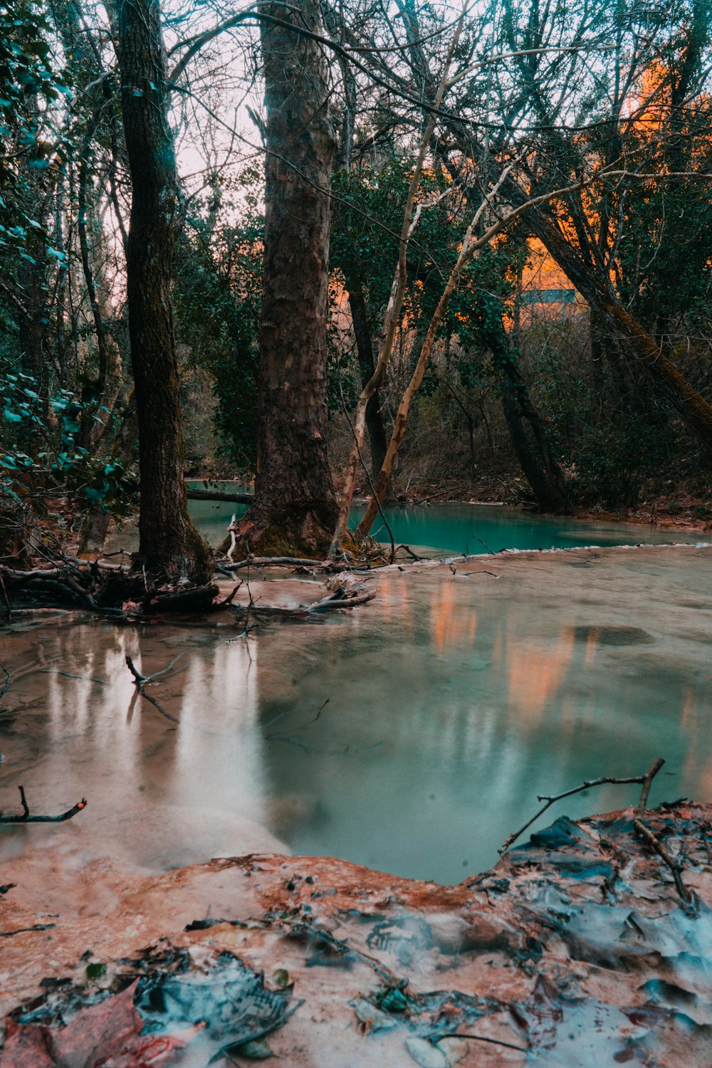 body of water under trees