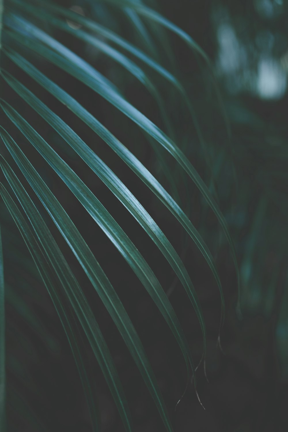 green palm leaf