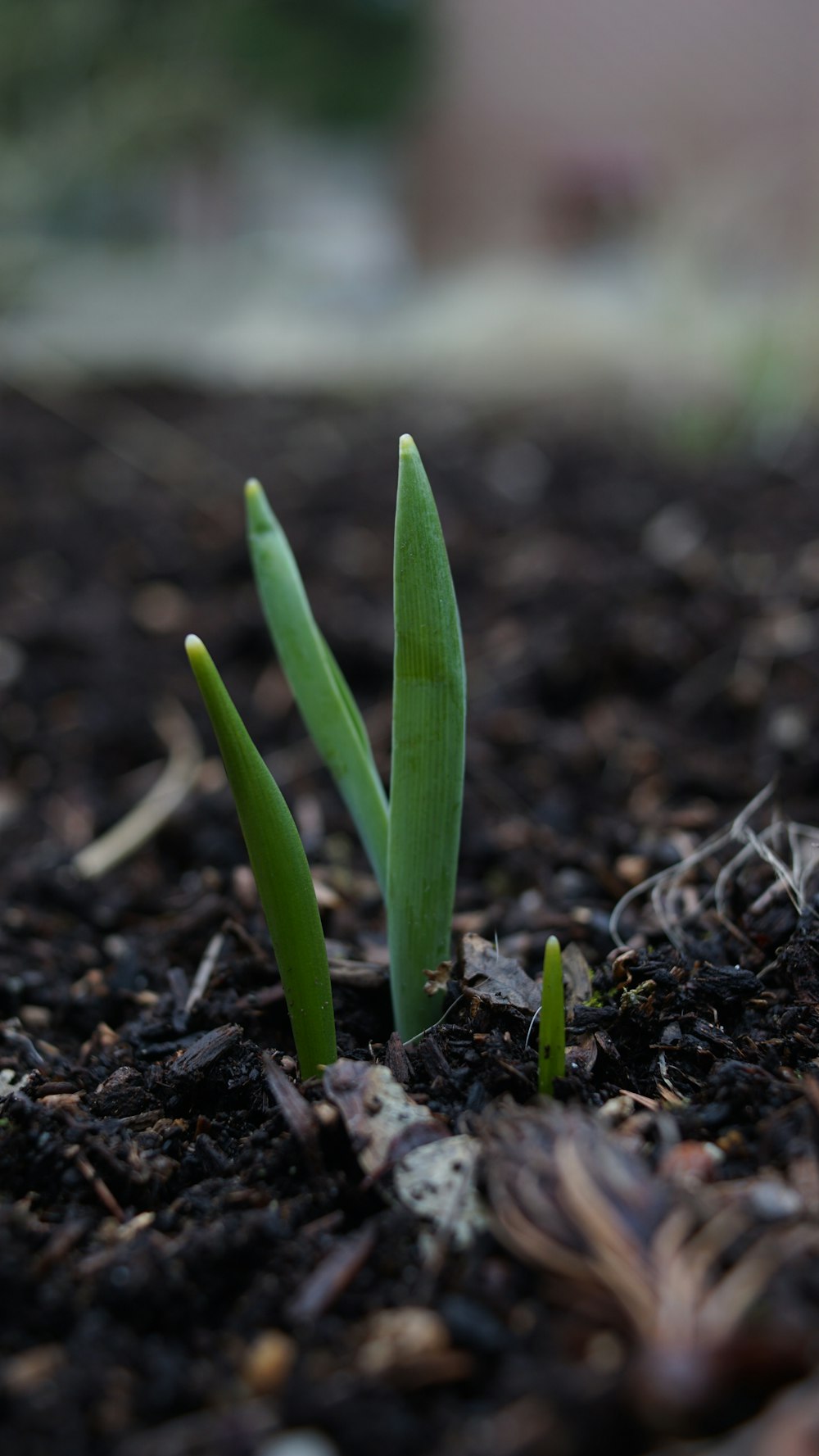 green plant sprout