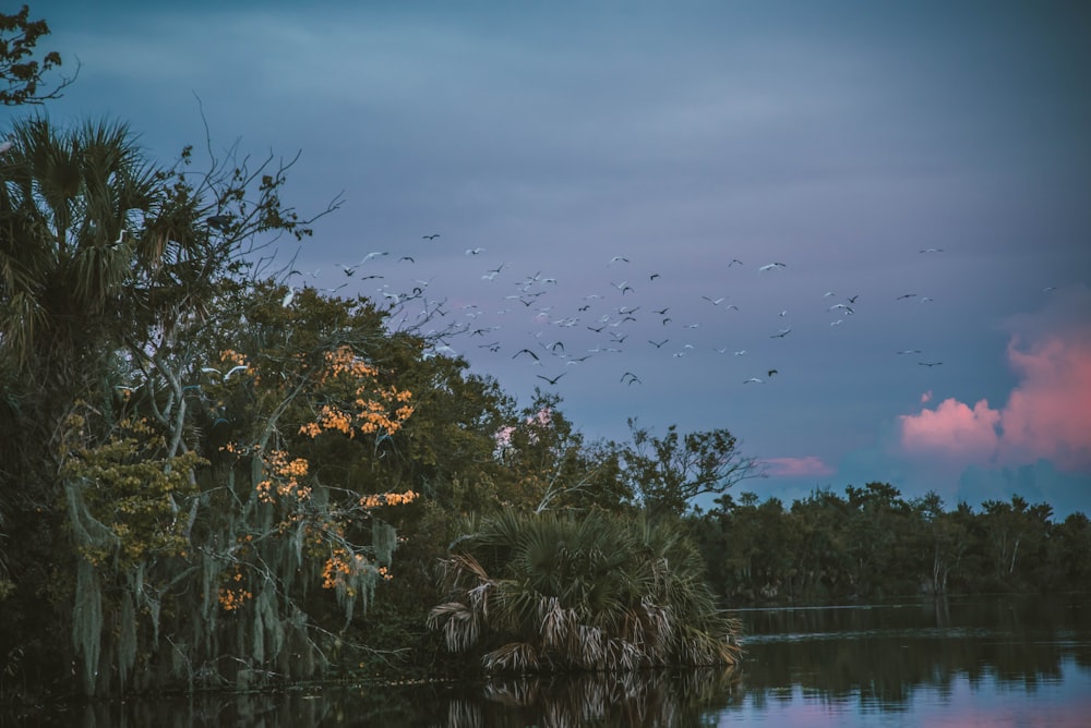 flock of birds flying over the lake during daytime