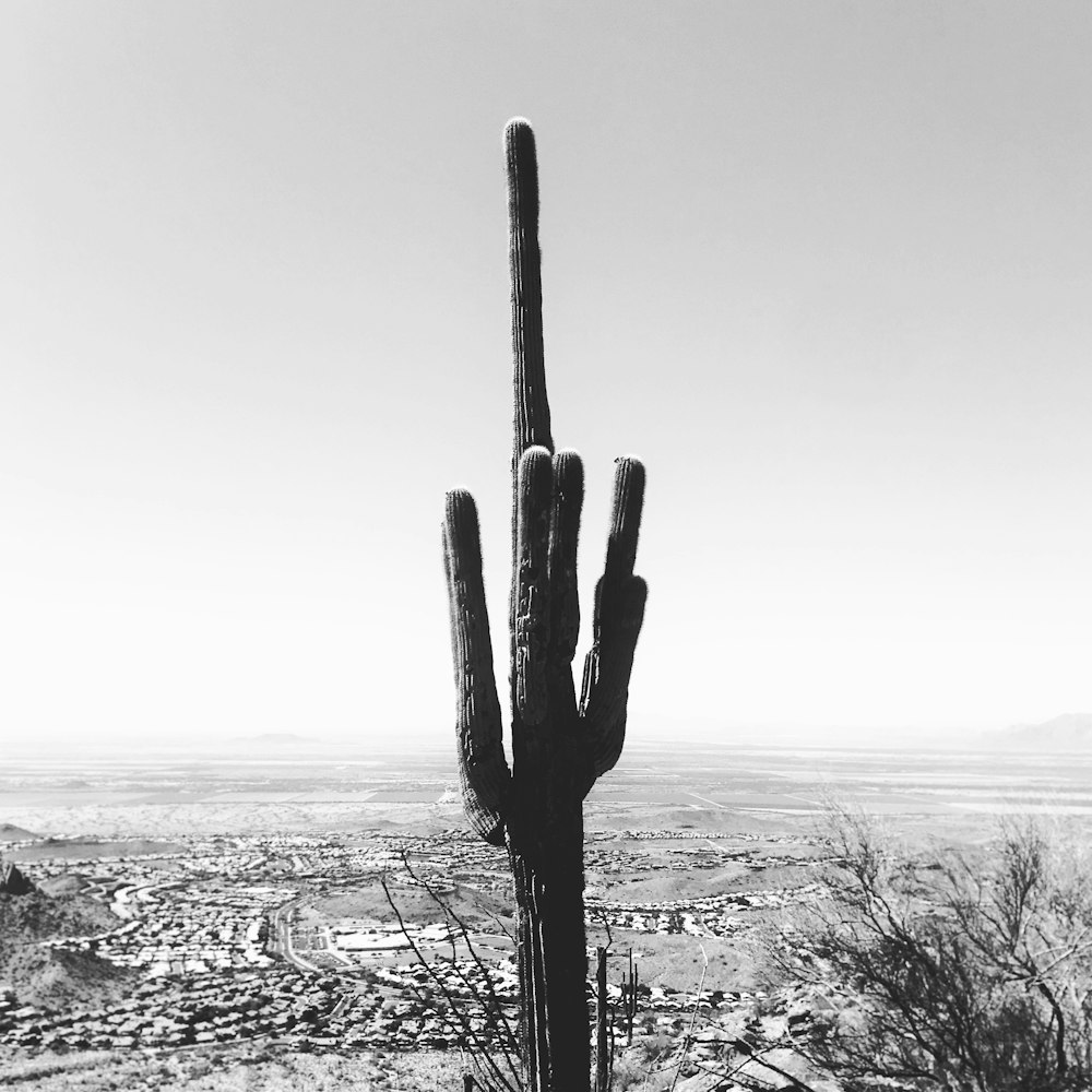 grayscale photography of cactus plant