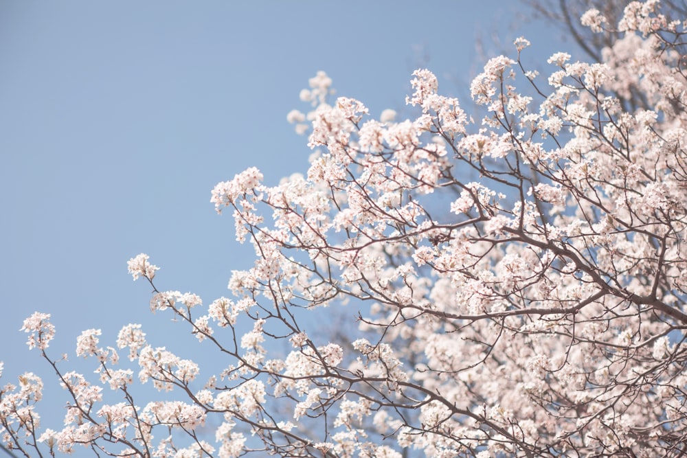 white petaled flower