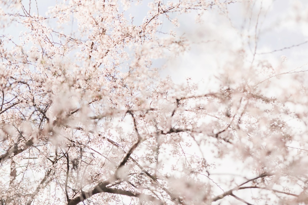 white-petaled flowers