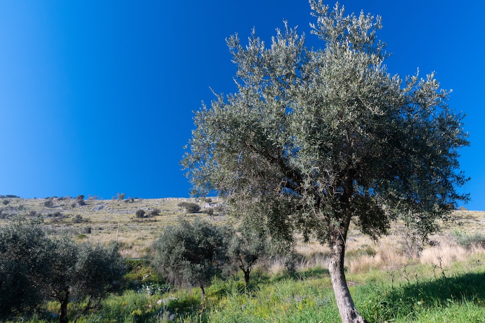 trees under bluesky