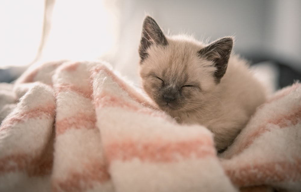 Gatito siamés sobre tela rosa