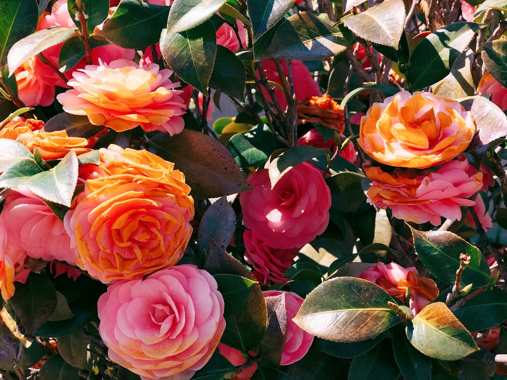 pink and red rose flowers