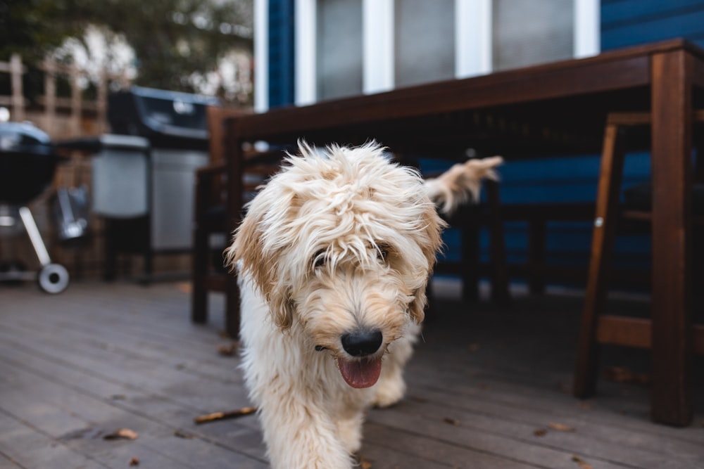 long-coated brown dog