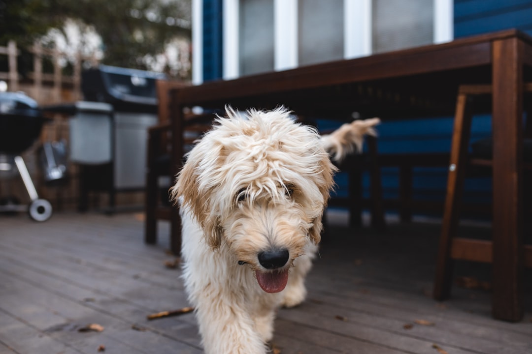 long-coated brown dog,