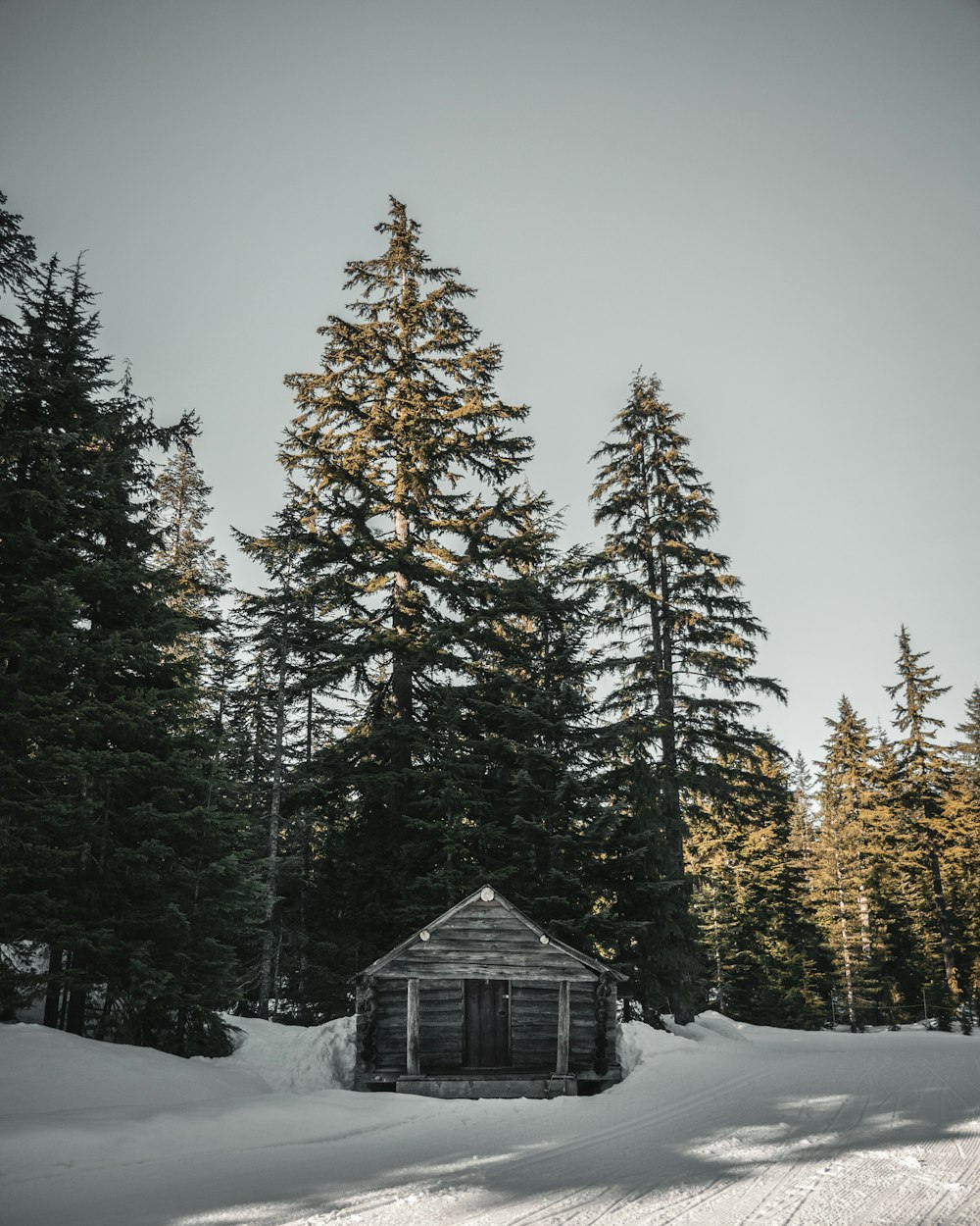 house near tree