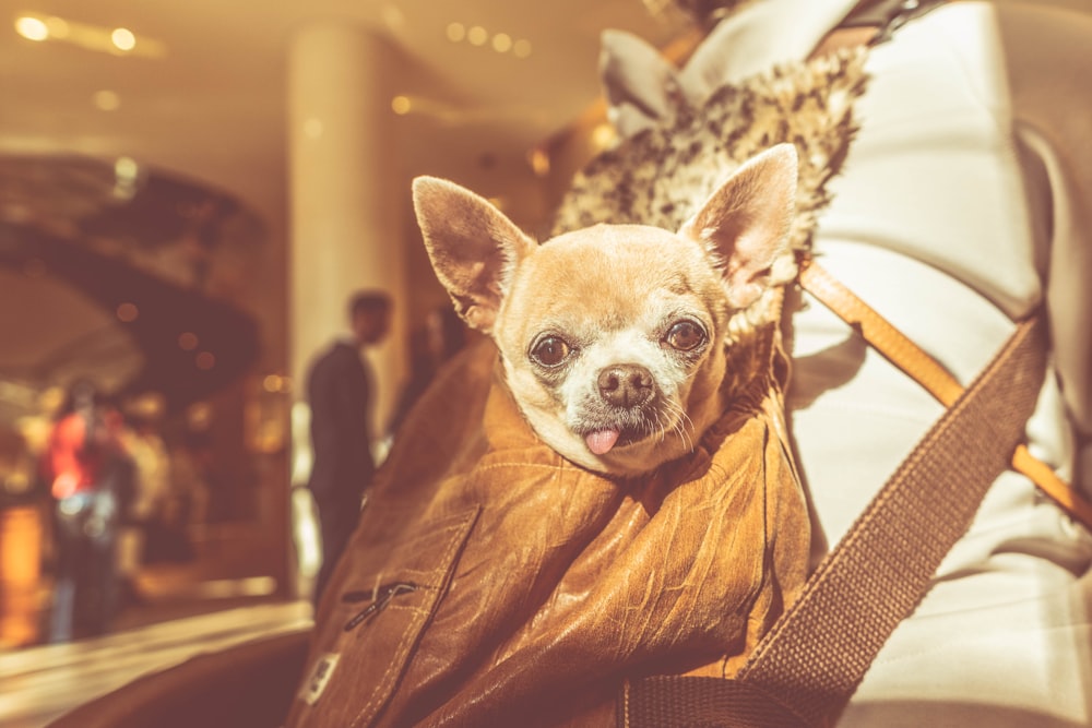 brown Chihuahua