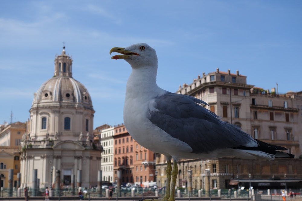 white and blue feathered bird by building at daytime