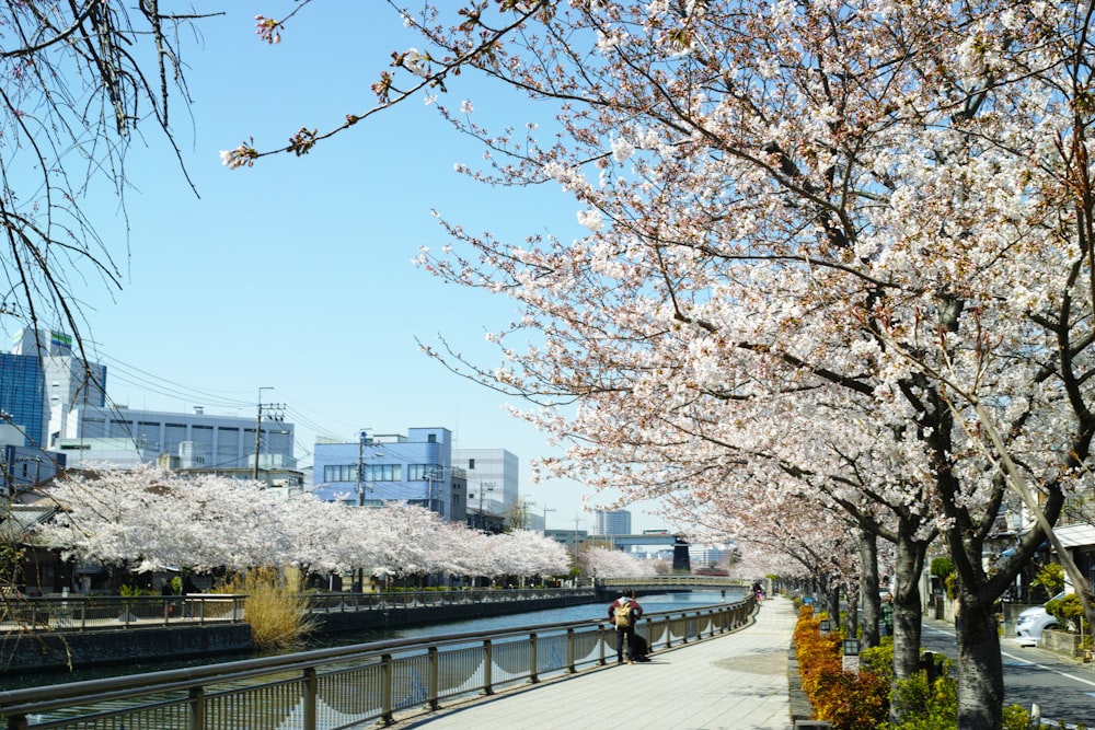 white flowers in bloom