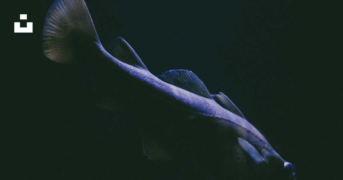 Close-up photo of elongated gray fish photo – Free Animal Image on Unsplash