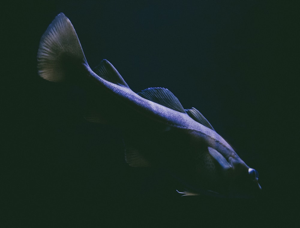 close-up photo of elongated gray fish