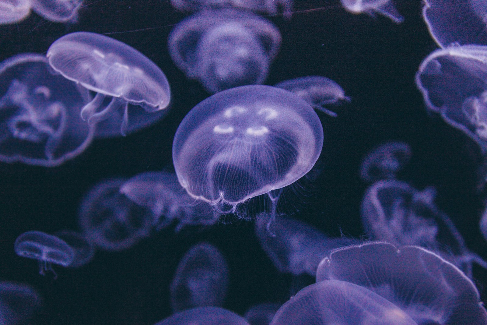 Canon EOS 5D Mark II + Canon EF 17-40mm F4L USM sample photo. Group of blue jellyfish photography