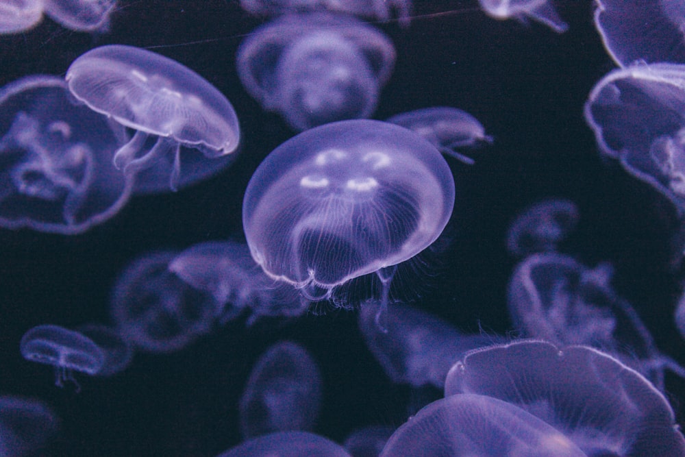 group of blue jellyfish