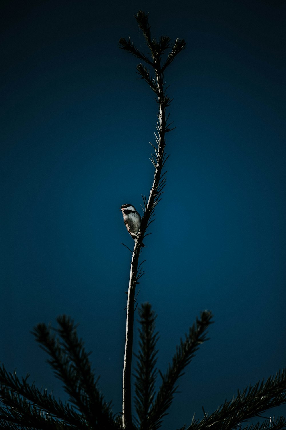 grey bird perching on top branch