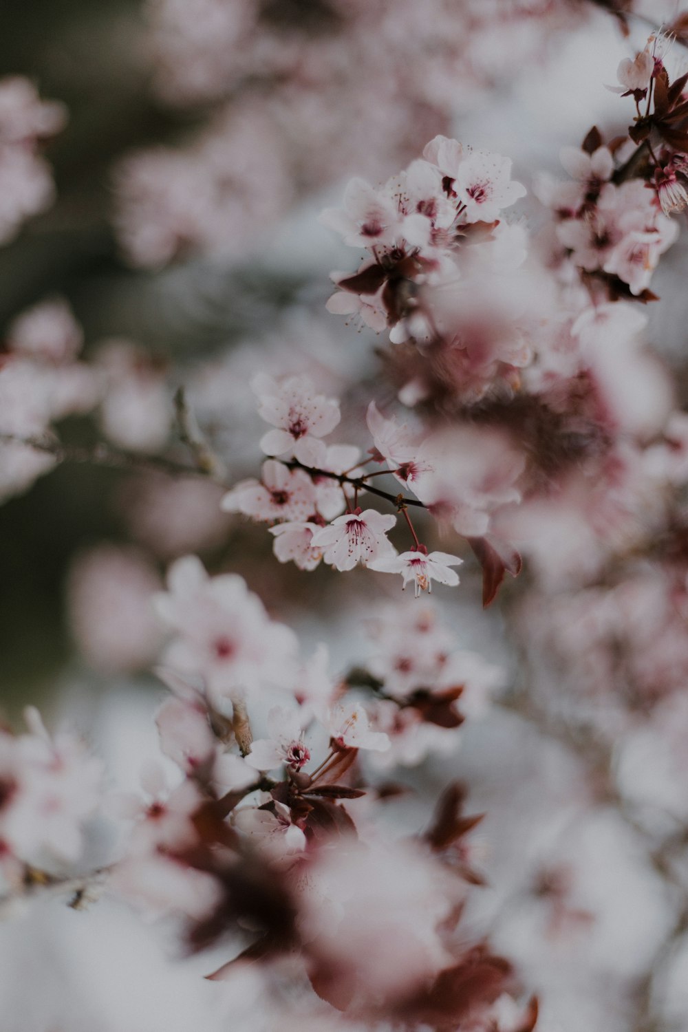 pink flowers