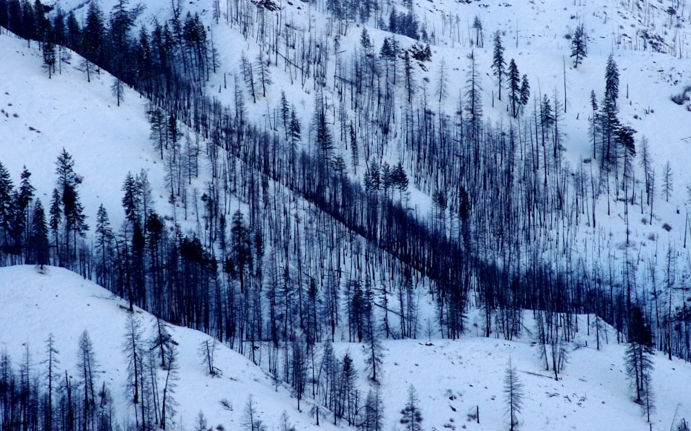 a mountain covered in lots of snow next to a forest