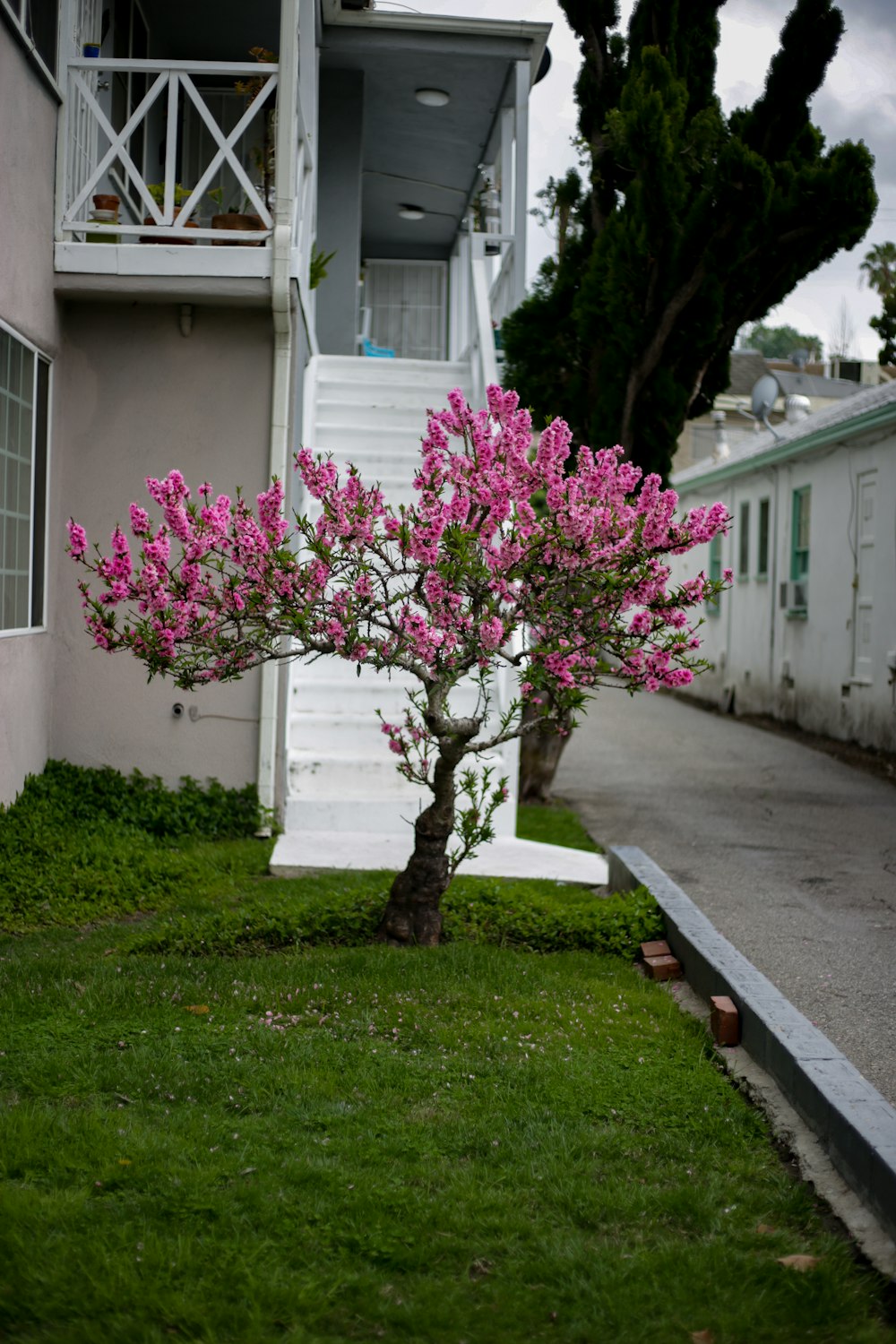 pink-petaled flower beside house
