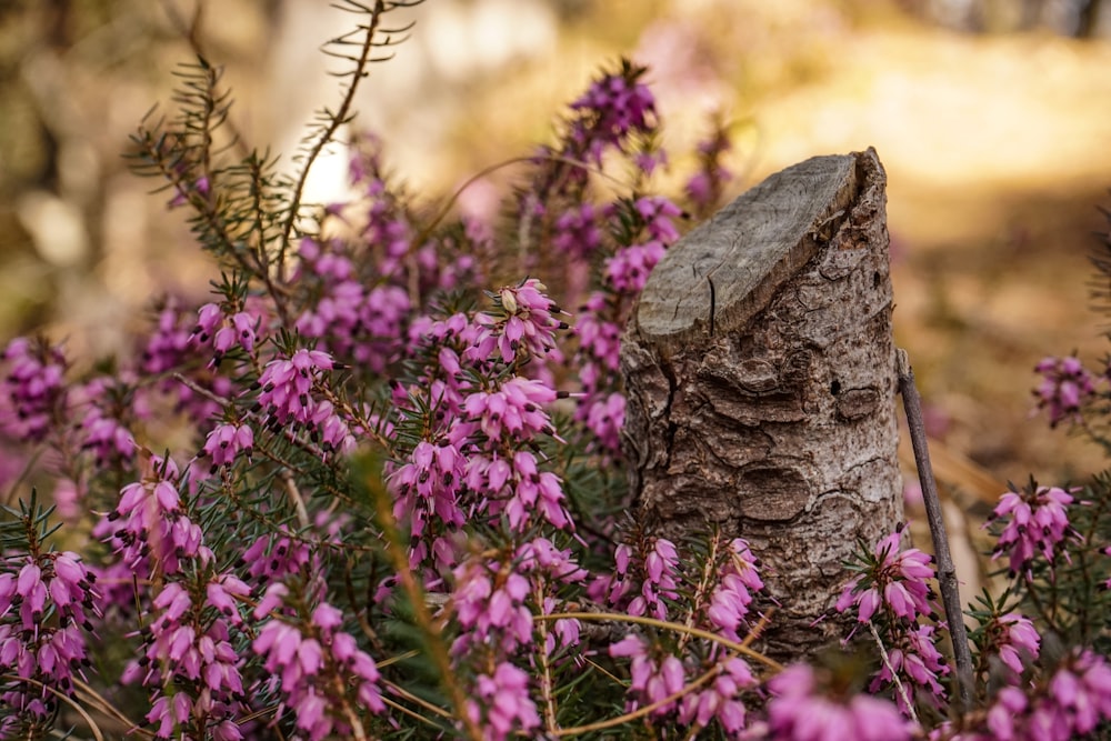 purple petaled flowers