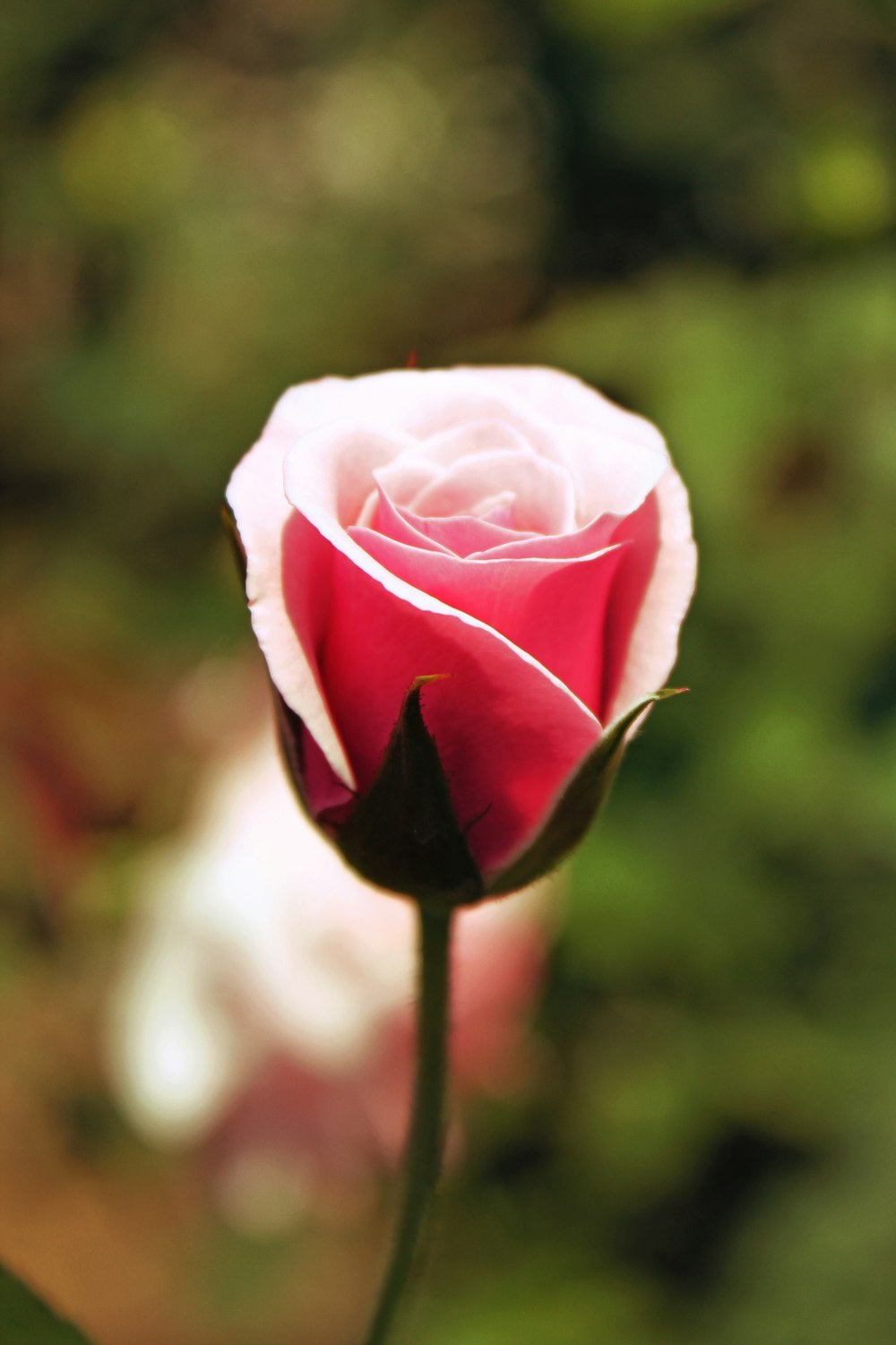 pink rose