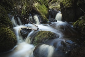 A serene nature video segment with gentle motion and light