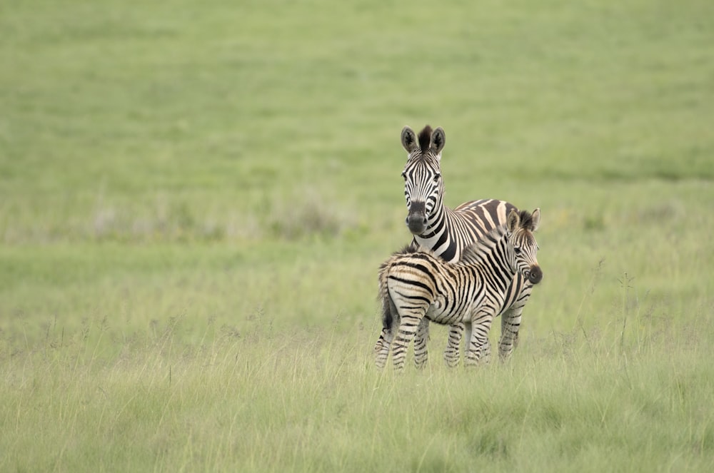 two zebras surrounded by grass