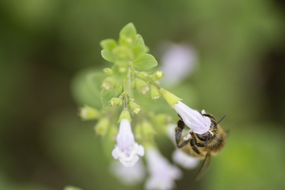 bee on white petaled flower