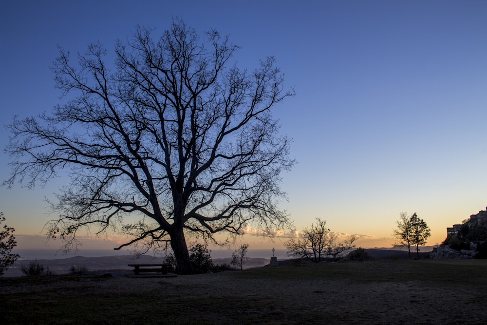 silhouette of withered tree