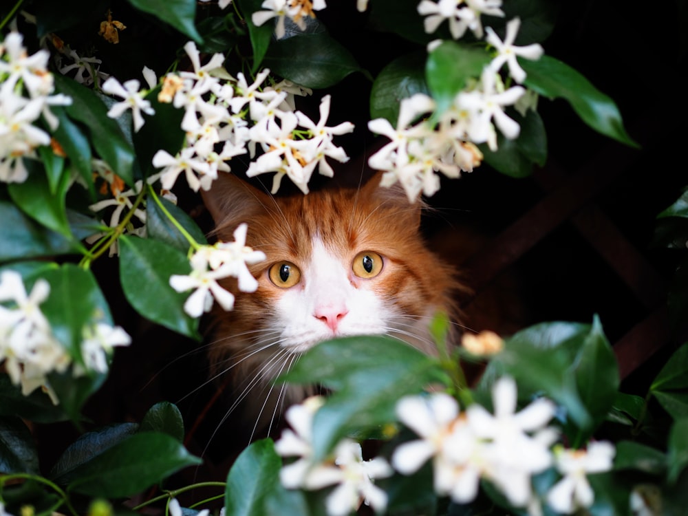 brown cat near white petaled flowers