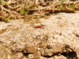 A small red and black insect crawls on a textured surface of a rock, surrounded by dry grass and scattered greenery.