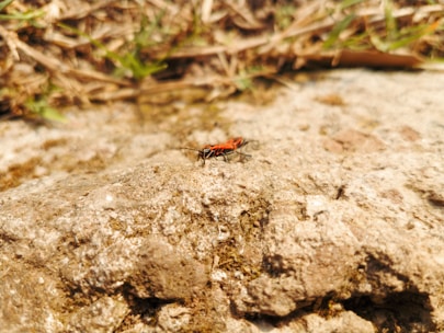 A small red and black insect crawls on a textured surface of a rock, surrounded by dry grass and scattered greenery.