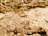 A small red and black insect crawls on a textured surface of a rock, surrounded by dry grass and scattered greenery.