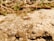A small red and black insect crawls on a textured surface of a rock, surrounded by dry grass and scattered greenery.