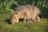 A Patagonian mara crouches on a lush green grassy surface, with its distinctive elongated ears alert and eyes gazing forward. The animal's fur is a blend of brown and gray, adapting well to its natural environment. In the background, tall green vegetation provides a contrasting backdrop.