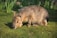 A Patagonian mara crouches on a lush green grassy surface, with its distinctive elongated ears alert and eyes gazing forward. The animal's fur is a blend of brown and gray, adapting well to its natural environment. In the background, tall green vegetation provides a contrasting backdrop.