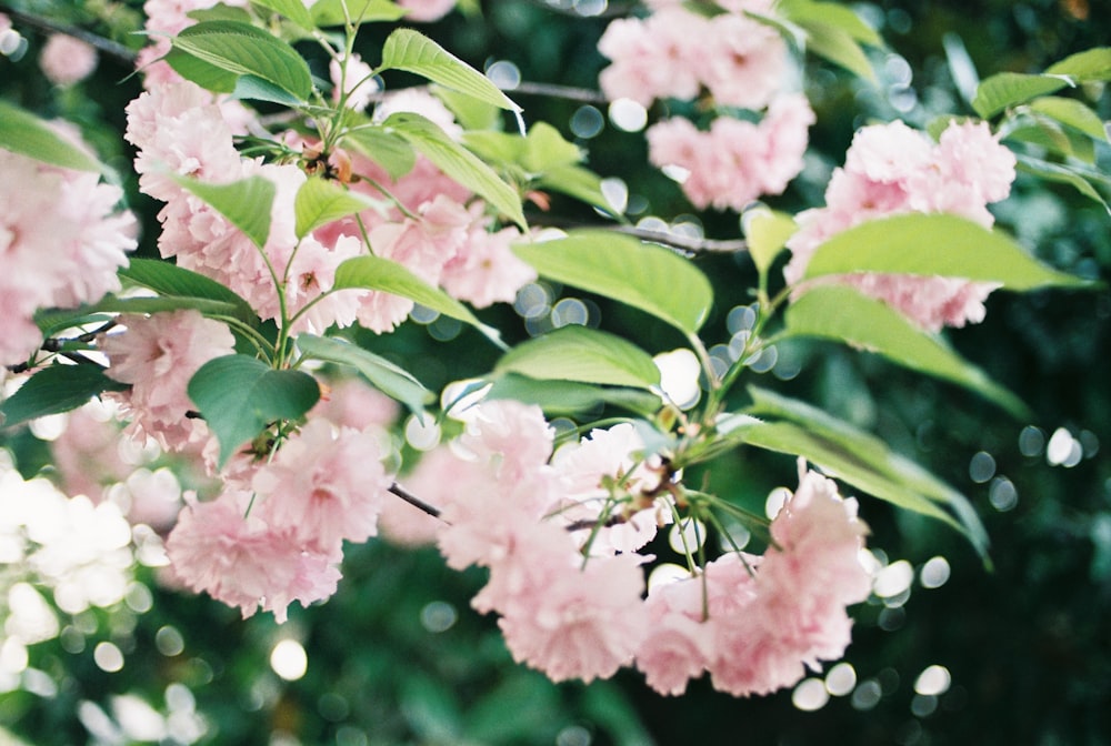 blooming pink flowers in selective focus photography