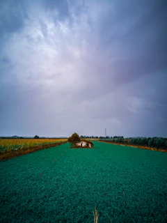 A rustic farmhouse surrounded by lush green fields under a clear blue sky