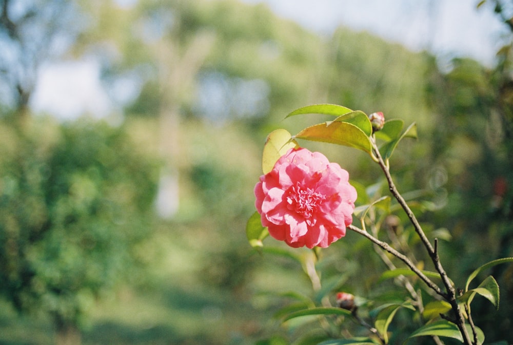 pink petaled flower in selective focus photography