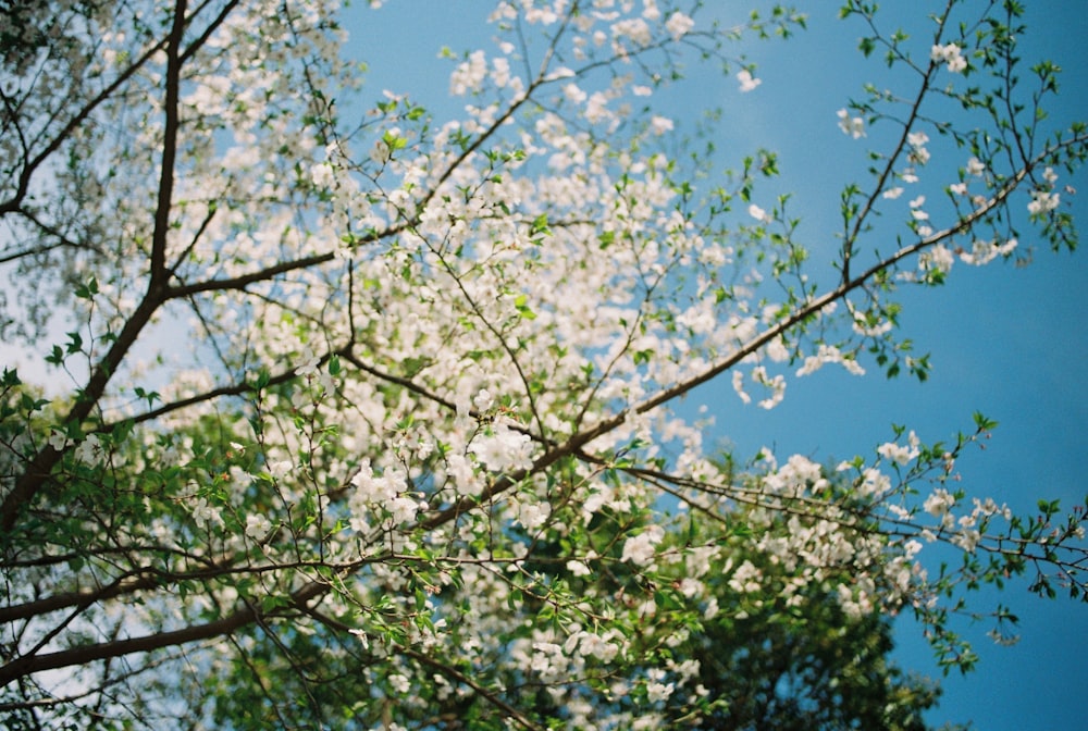 blooming white cherry blossoms