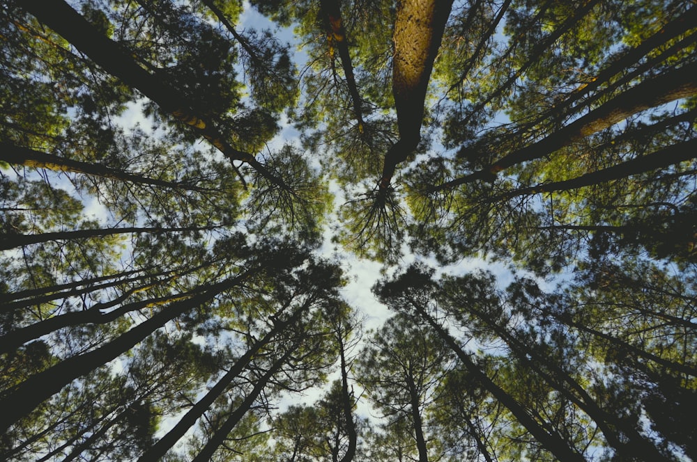 low-angle photography of tall trees
