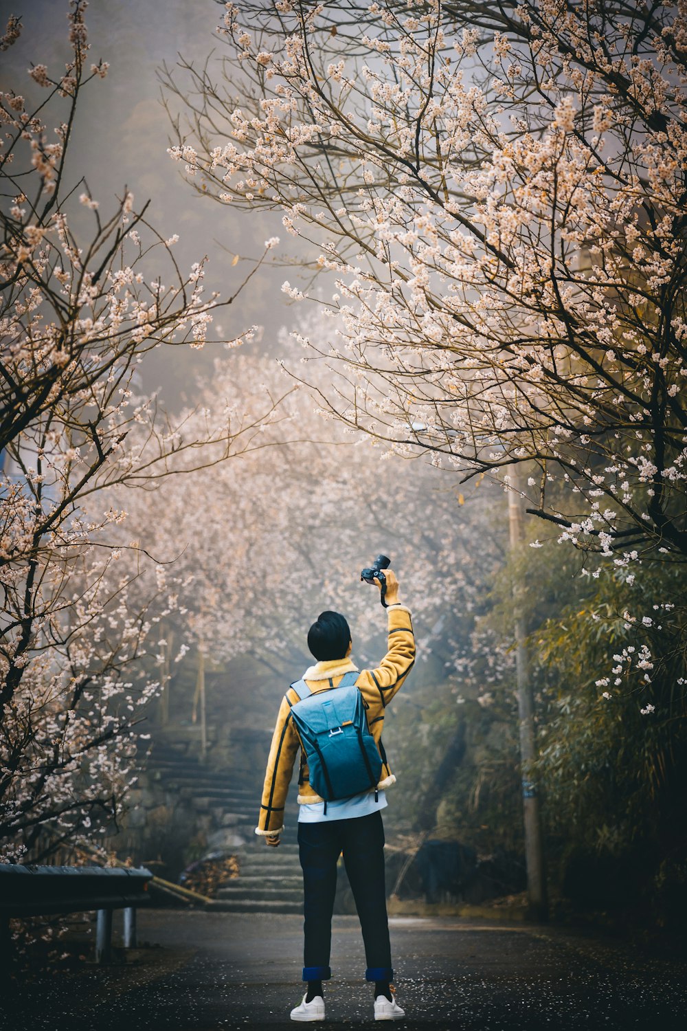 man wearing yellow hoodie taking picture of cherry blossom tree