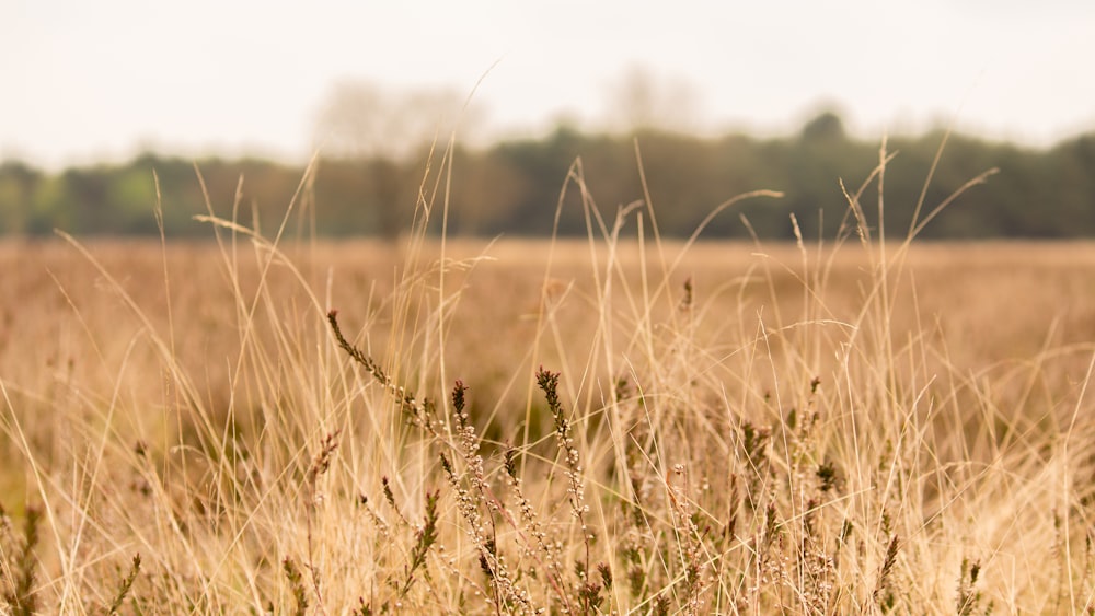 brown grassland during daytime