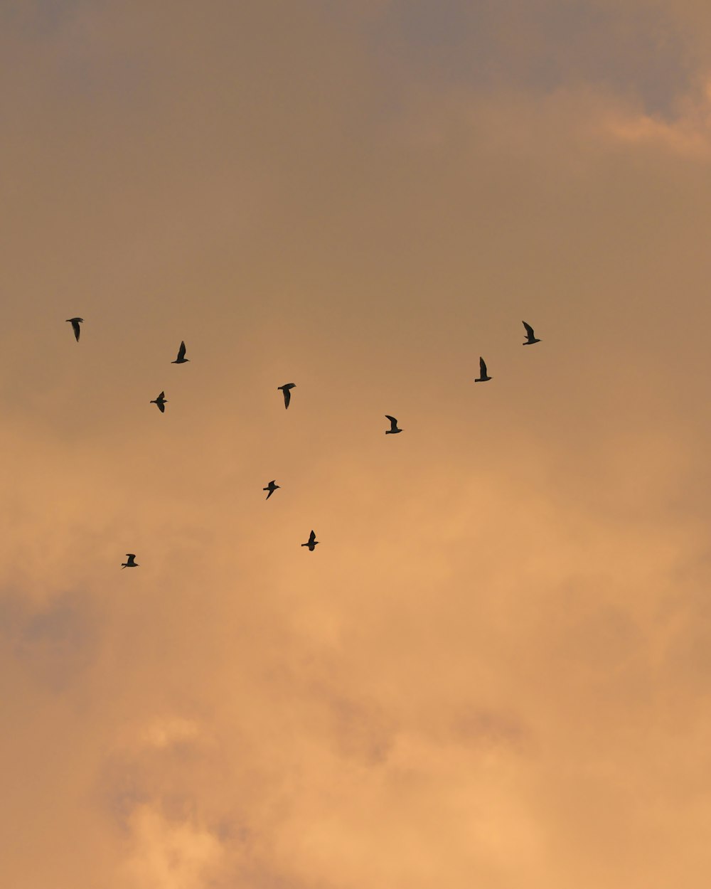 birds flying in mid air