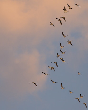 A serene sky filled with white doves gracefully flying.