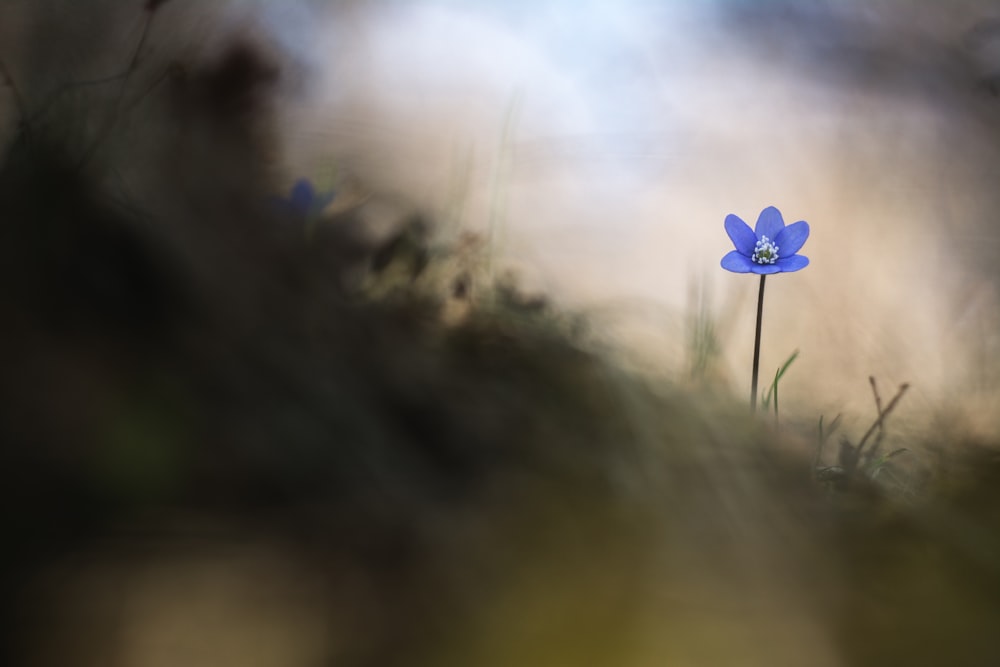 selective focus photography of blue flower