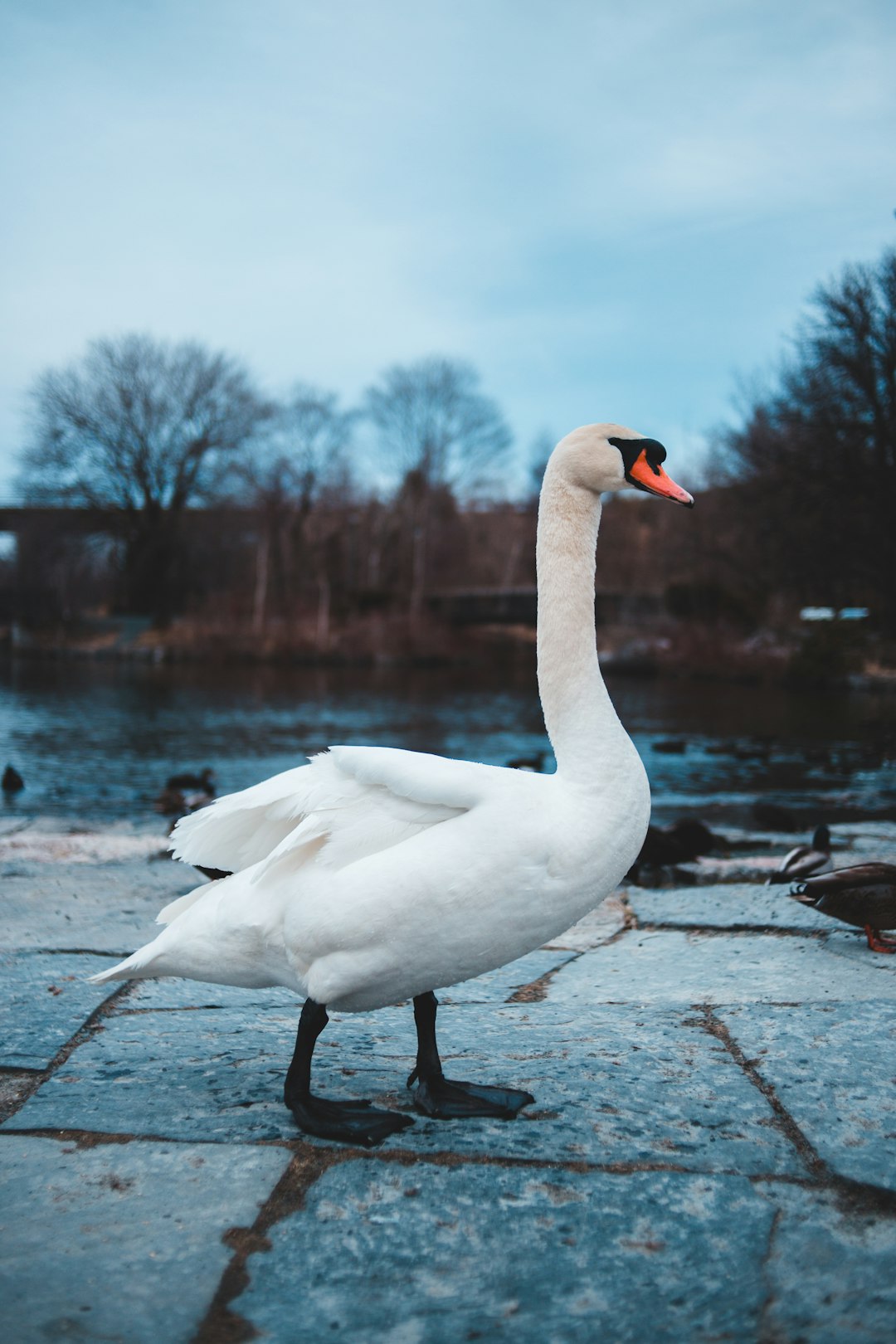 selective focus photography of goose