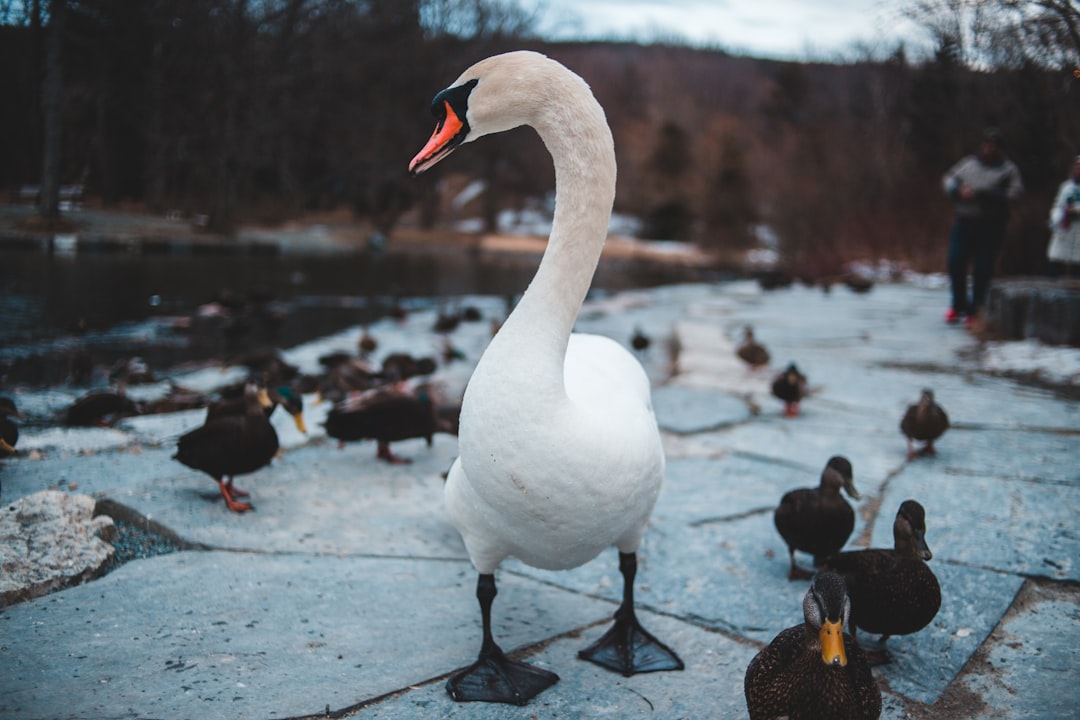 white duck