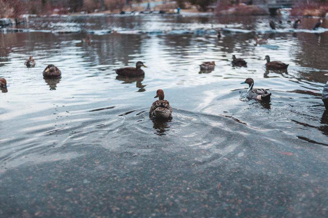 mallard ducks on pond